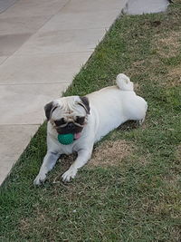 Portrait of dog lying on grass