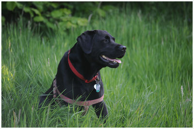 Portrait of black labrador called domino