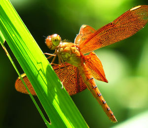 Close-up of insect on plant