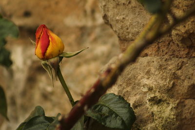 Close-up of flower against blurred background