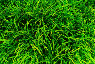 Full frame shot of grassy field