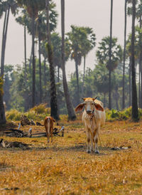 Horses in a field