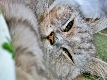 Close-up portrait of a cat