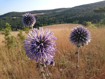 Close-up of flowers growing in field