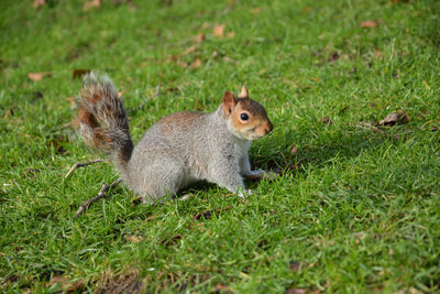 Squirrel on field