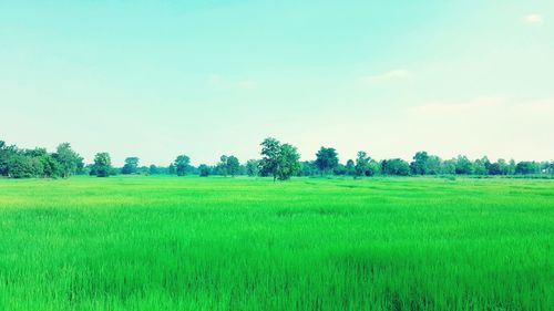 Scenic view of agricultural field against clear sky