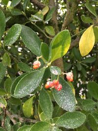 Close-up of fruits on tree