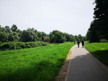 Rear view of people walking on road amidst trees against sky