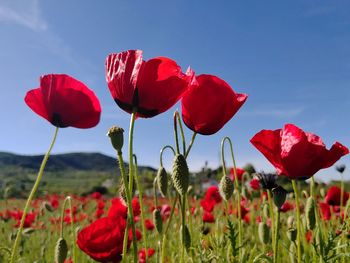 Close-up of red poppy flowers in field