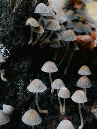 Close-up of mushrooms growing on field