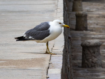 Bird perching on wood