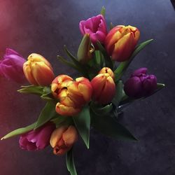 Close-up of tulips blooming outdoors