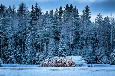 Snow covered trees in forest against sky