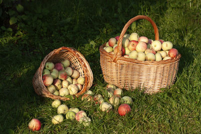 Ripe organic apples grown in a private orchard