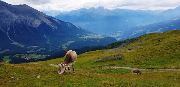 Sheep grazing in a field