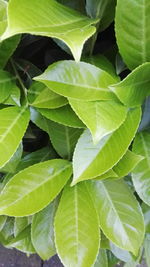 Close-up of leaves