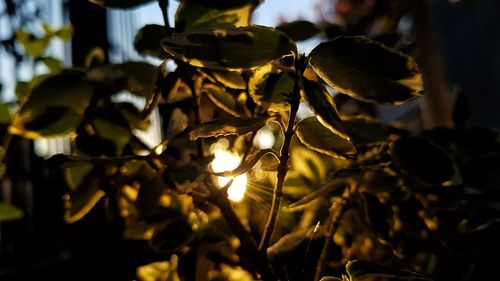 Close-up of illuminated leaves