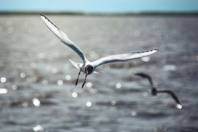 Seagull flying over sea