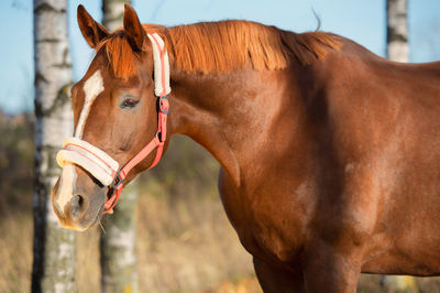 Close-up of horse standing outdoors