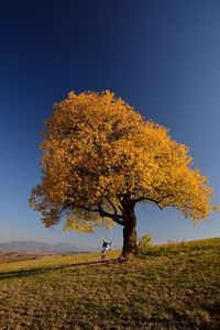 Tree on field against clear blue sky