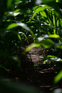 Close-up of plants growing on land