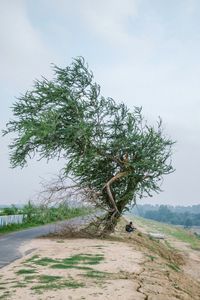 Tree by road on field against sky