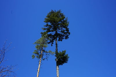 Low angle view of three trees against clear blue sky