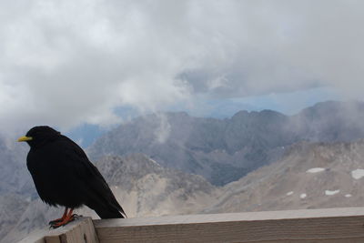 Bird perching on railing against mountains