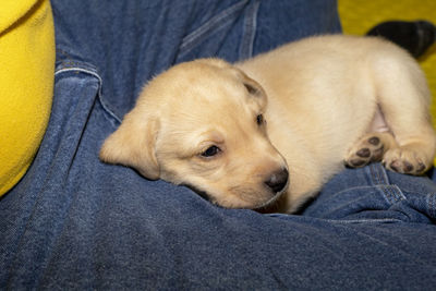 Close-up of a labrador puppy sleeping