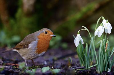 Close-up of bird perching on plant