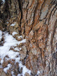 Full frame shot of trees during winter