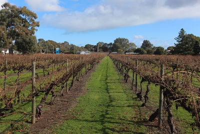 Vineyard against sky