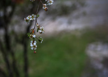 Close-up of cherry blossom on tree