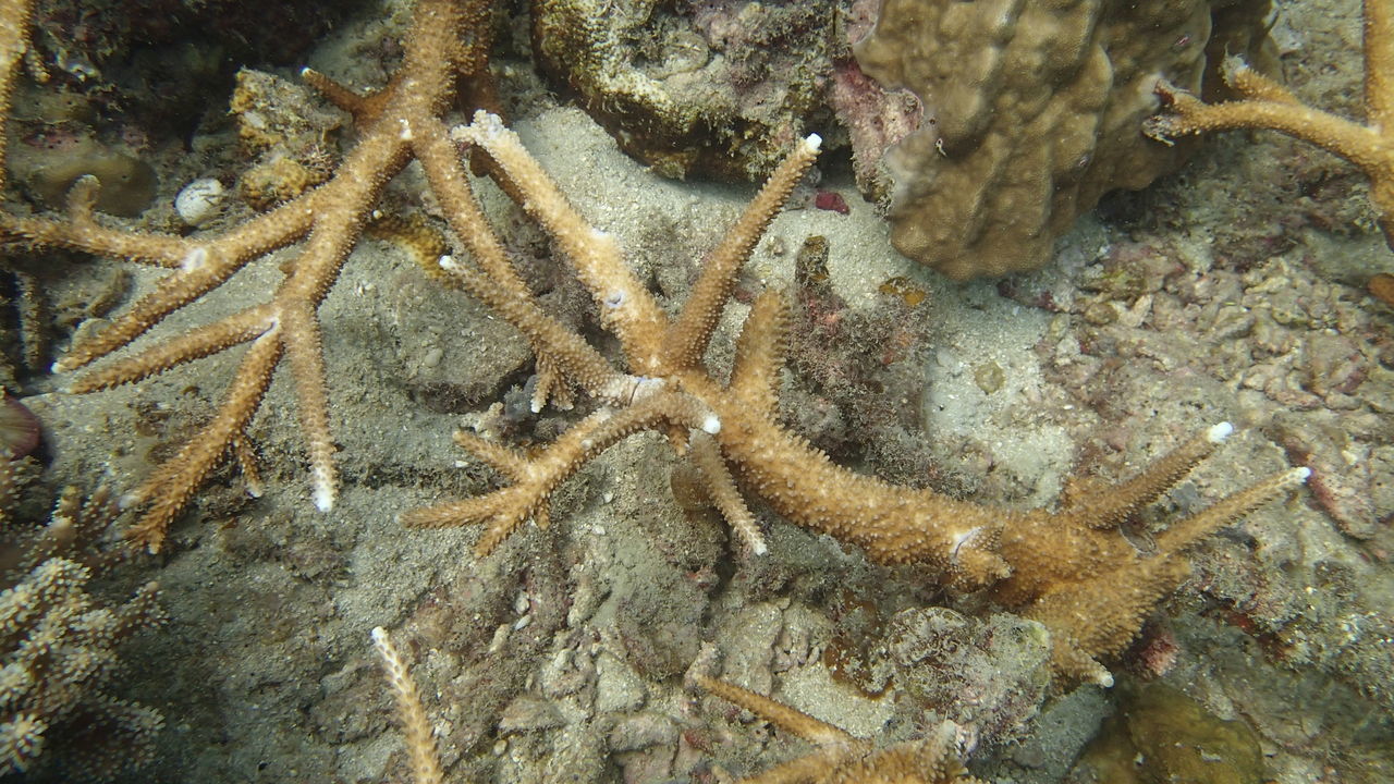 HIGH ANGLE VIEW OF AN ANIMAL