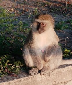 Monkey sitting outdoors