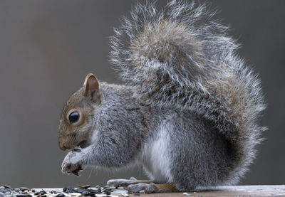 Close-up of a squirrel