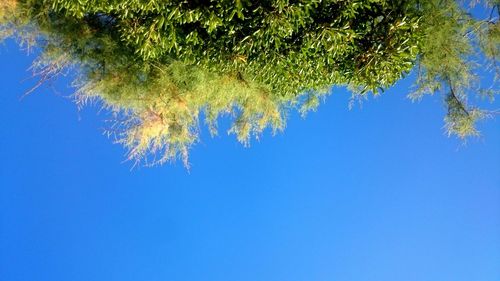 Low angle view of trees against clear blue sky