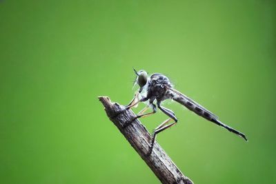 Close-up of bird perching on plant