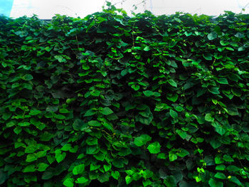 Low angle view of ivy growing on tree