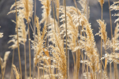 Yellow and golden plants background with sunlight