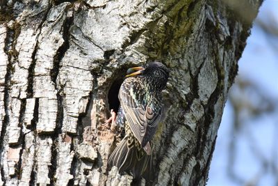 View of bird perching on tree trunk