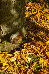 Leaves on tree trunk