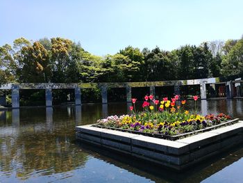 Plants by swimming pool against sky