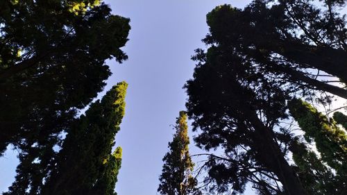 Low angle view of trees against sky