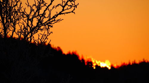 Silhouette of trees at sunset