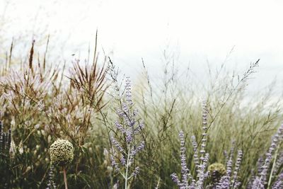 Close-up of plants on field against sky