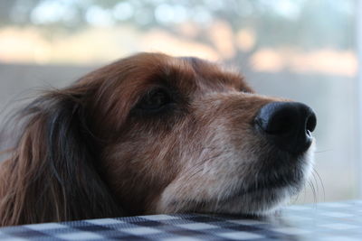 Close-up of dog relaxing