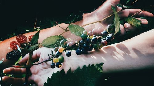 Close-up of hand holding leaf