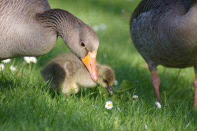 Ducks in a field