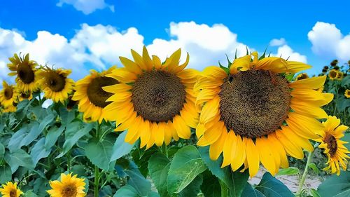 Close-up of sunflowers in field